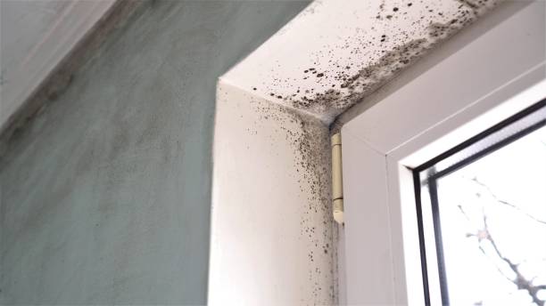 Best Black Mold Removal  in Cokato, MN