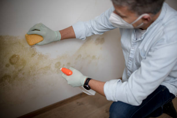 Best Mold Testing  in Cokato, MN