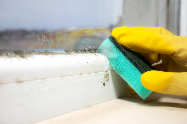 Best Mold Testing  in Cokato, MN