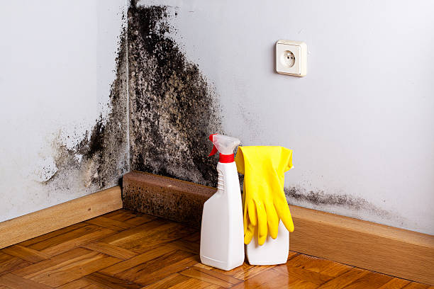 Best Commercial Mold Removal  in Cokato, MN