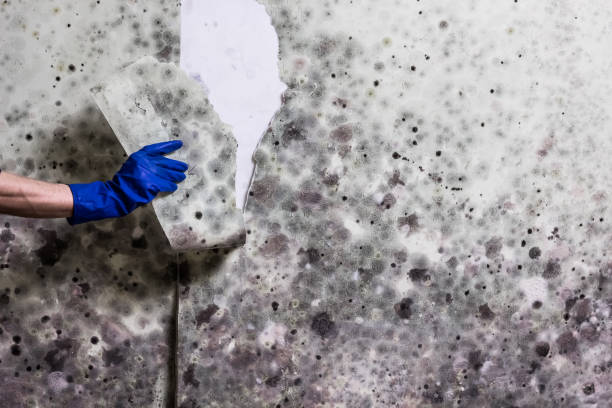Best Local Mold Removal Service  in Cokato, MN